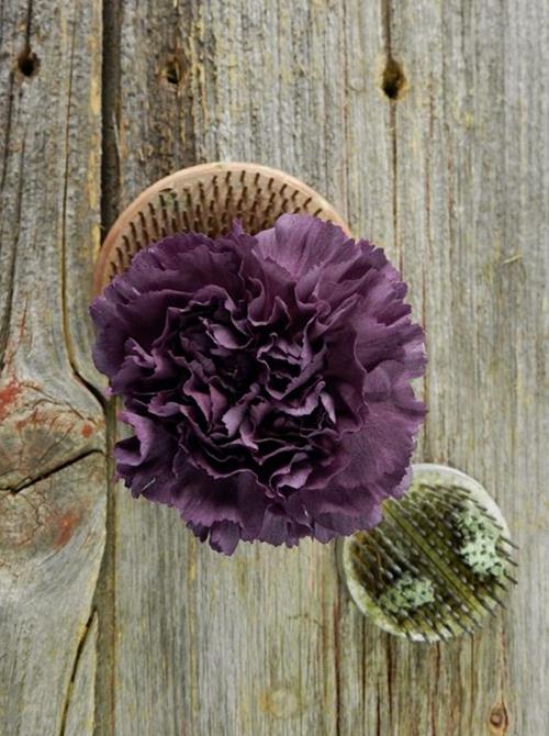 Extasis  Purple Carnations